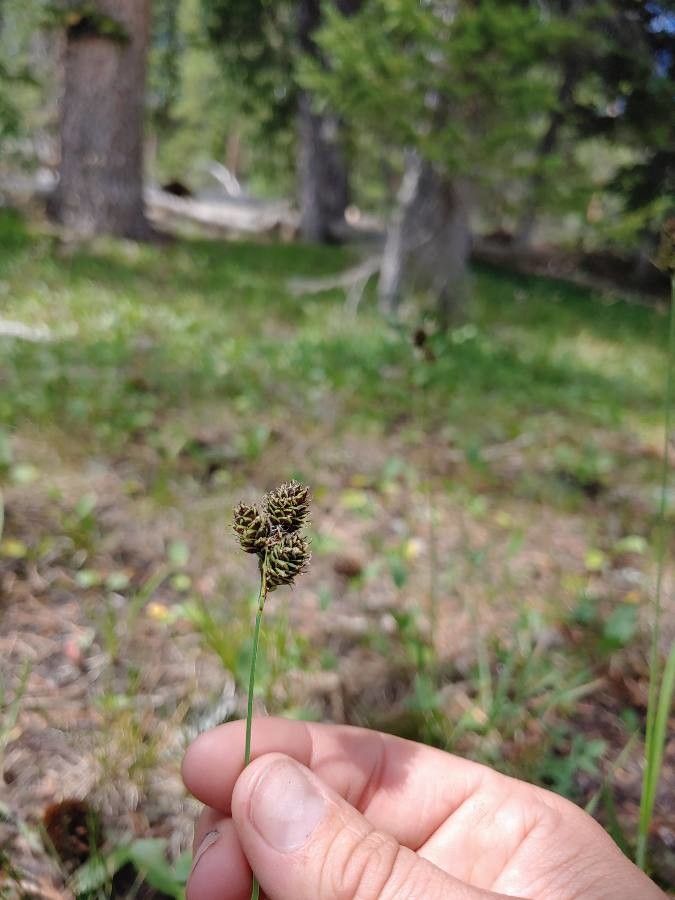 Carex norvegica — search result for 'Norway'