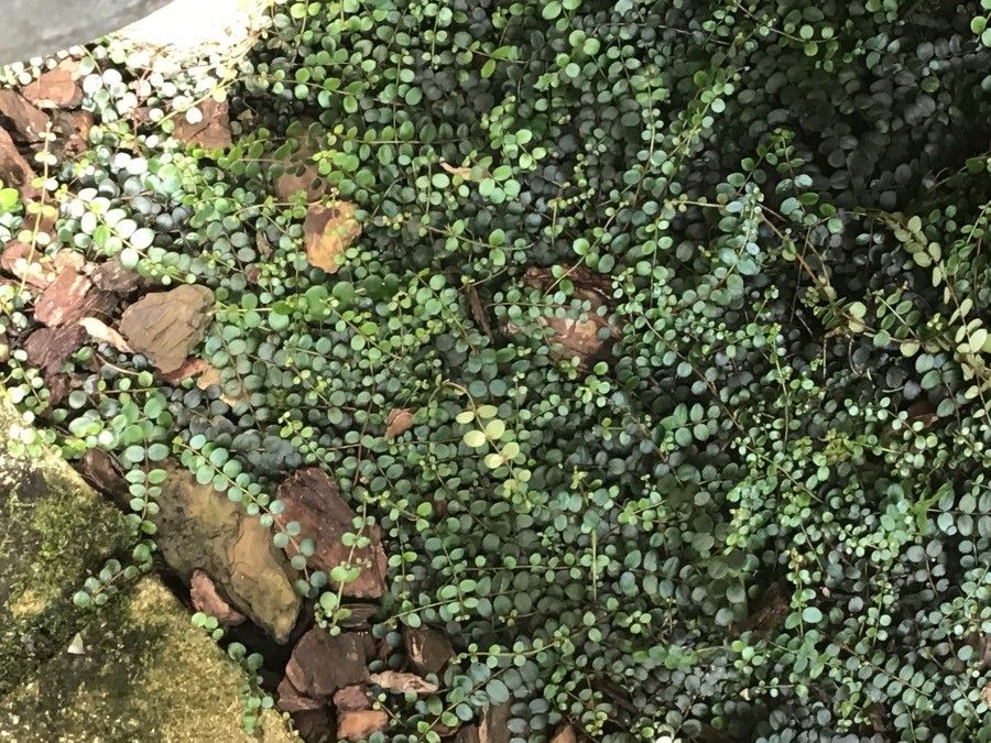 Metrosideros carminea