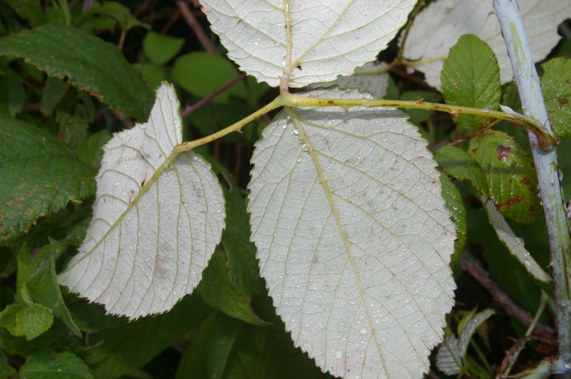 Rubus glaucus leaf