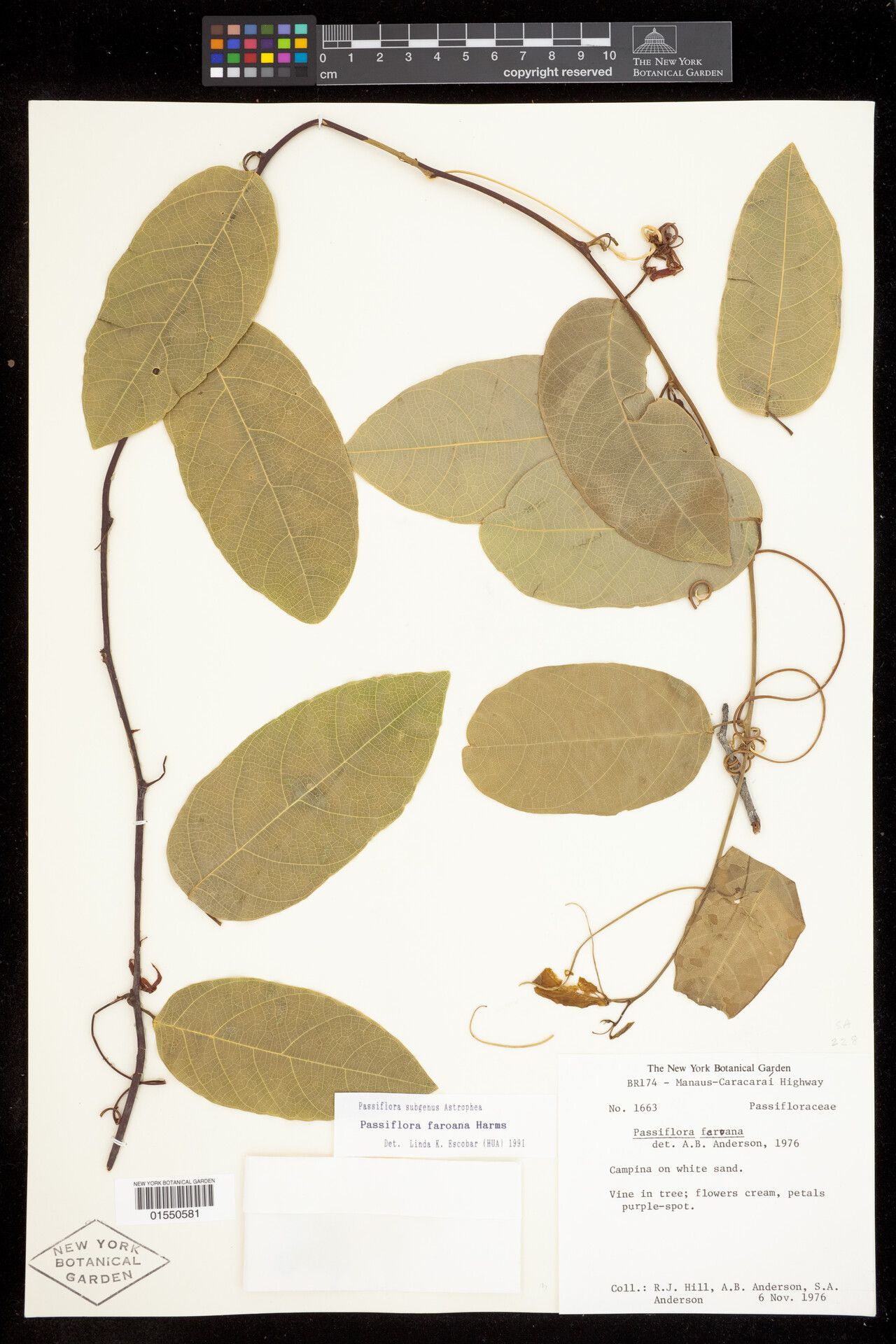 Passiflora faroana — houseplant care guide