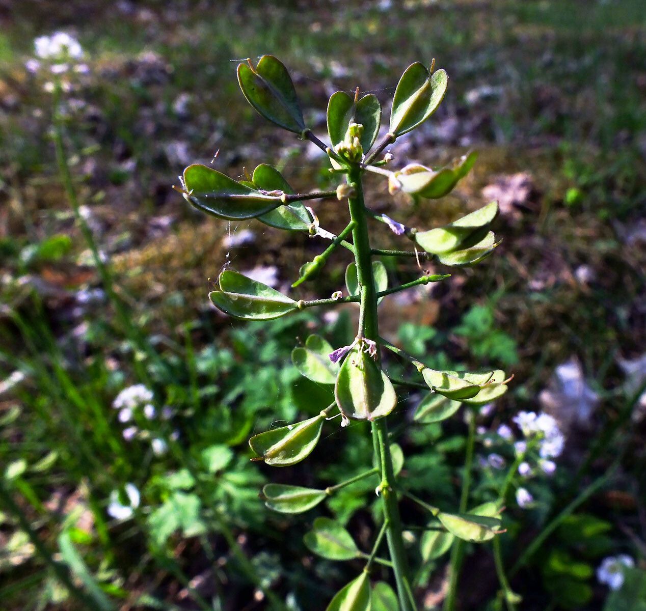 Noccaea caerulescens fruit