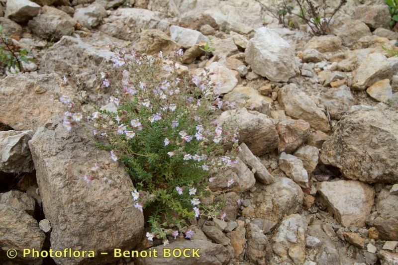 Chaenorhinum robustum — houseplant care guide