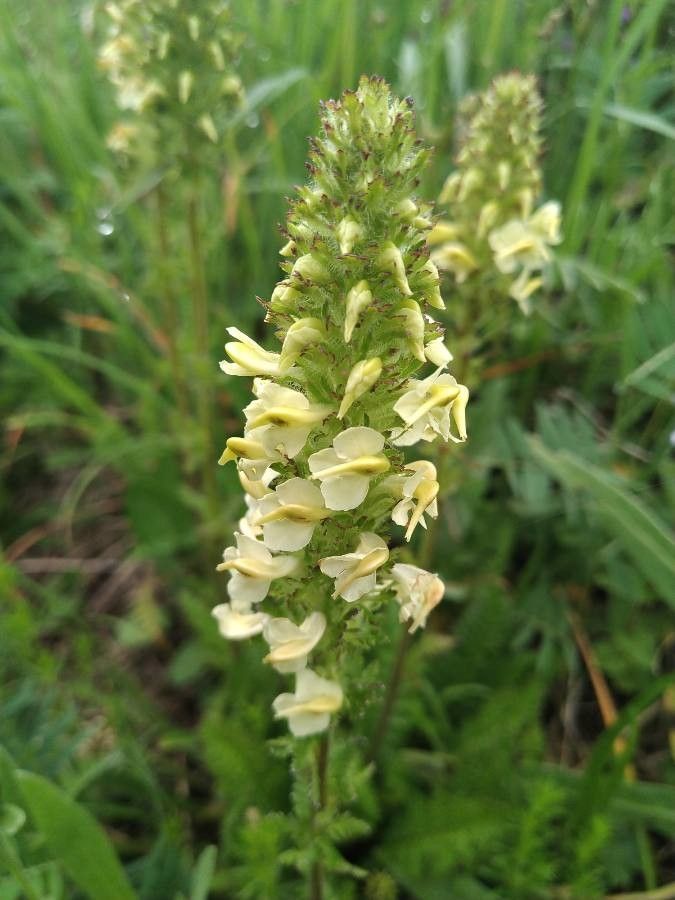 Pedicularis elongata flower