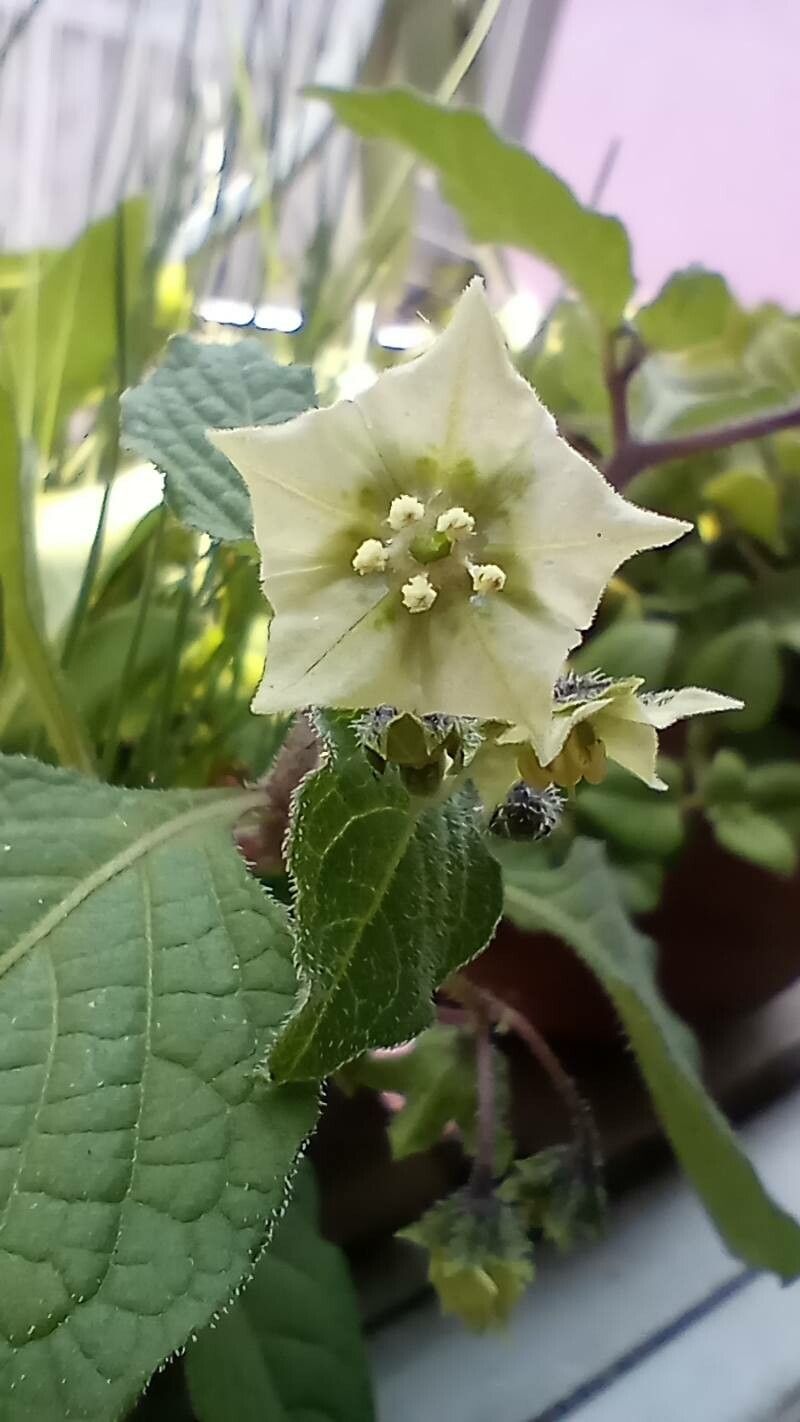 Jaltomata procumbens flower