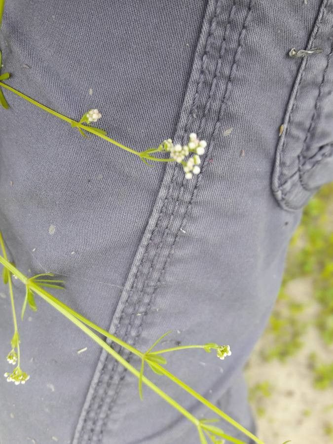 Galium debile flower