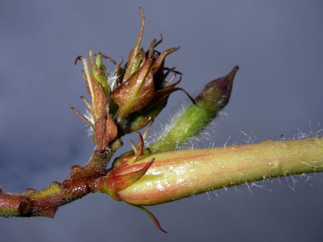 Mandevilla villosa bark