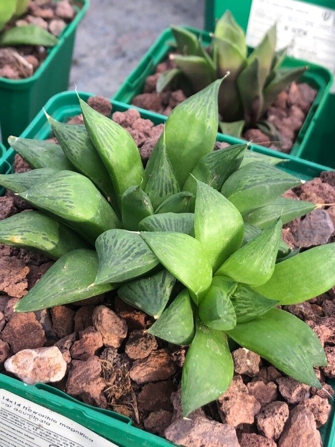 Haworthia magnifica leaf