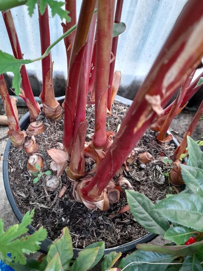 Hedychium greenii bark