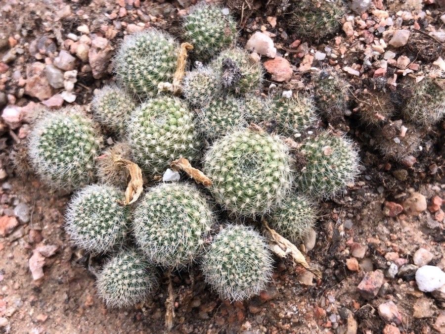 Rebutia perplexa — houseplant care guide