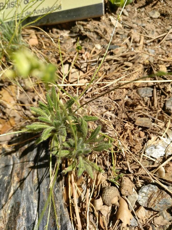 Biscutella glacialis — houseplant care guide