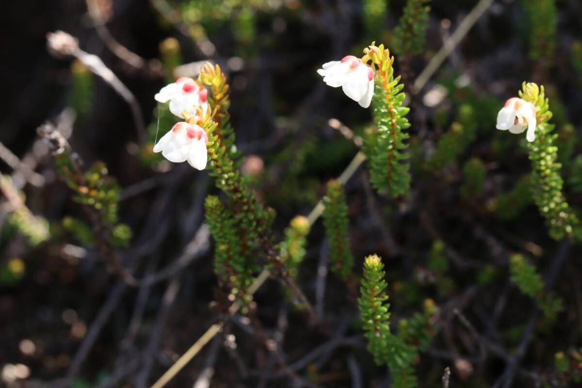 Harrimanella stelleriana — related species from the same genus