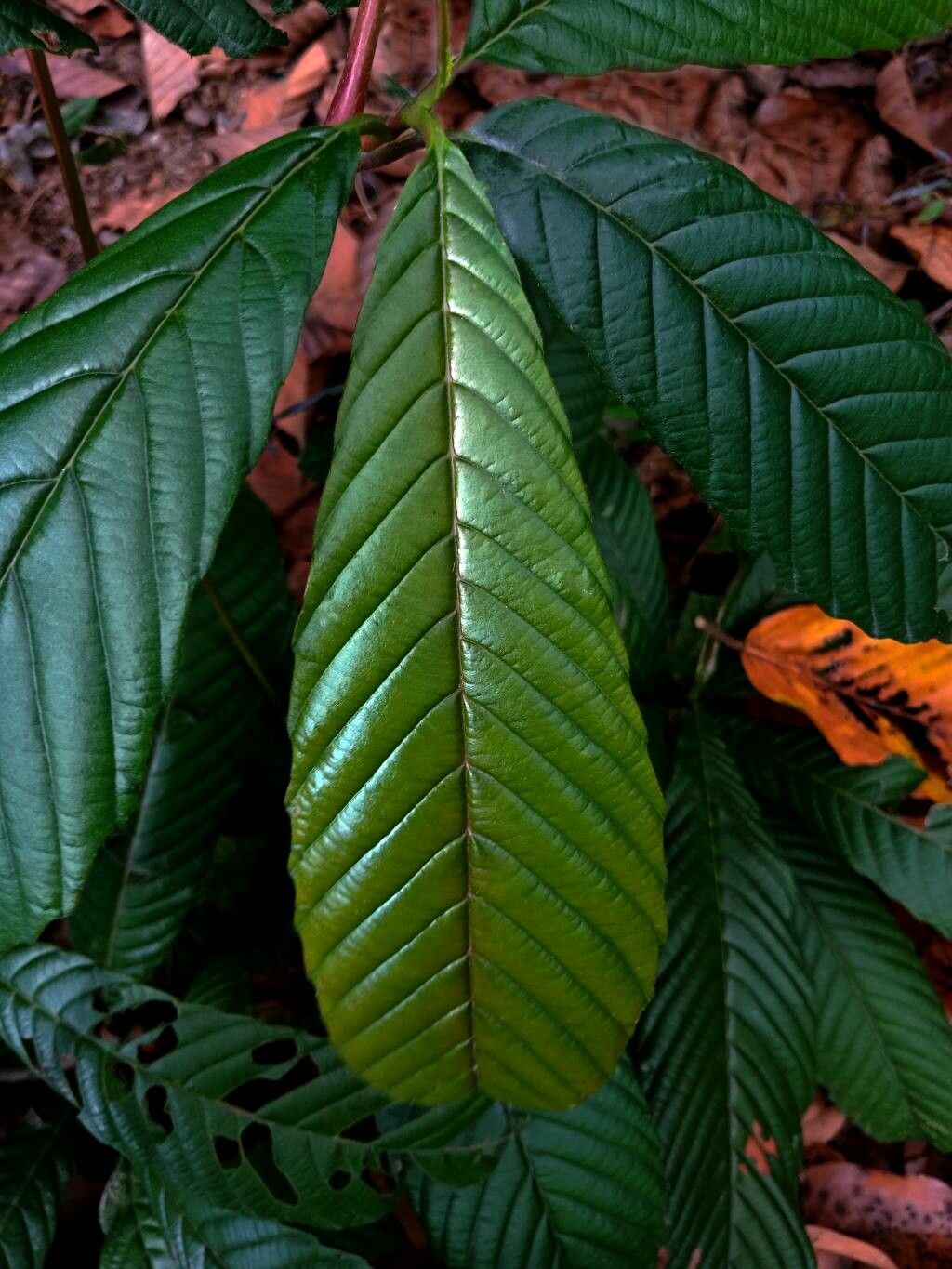 Tetracera scandens — houseplant care guide