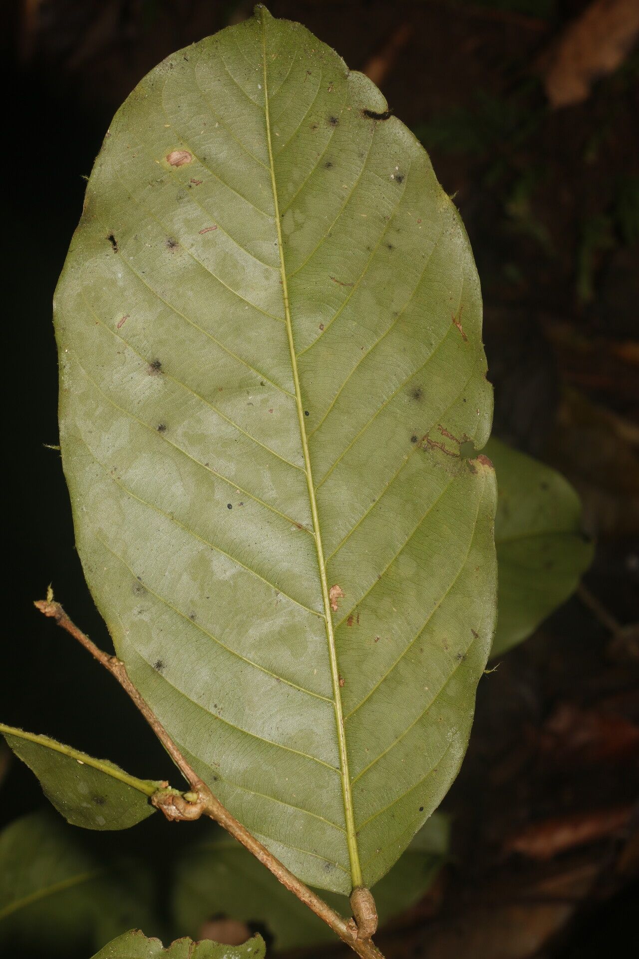 Moquilea kallunkiae — related species from the same genus