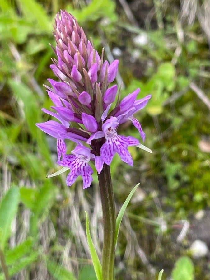 Dactylorhiza praetermissa x Dactylorhiza traunsteineri — search result for 'Dactylorhiza'