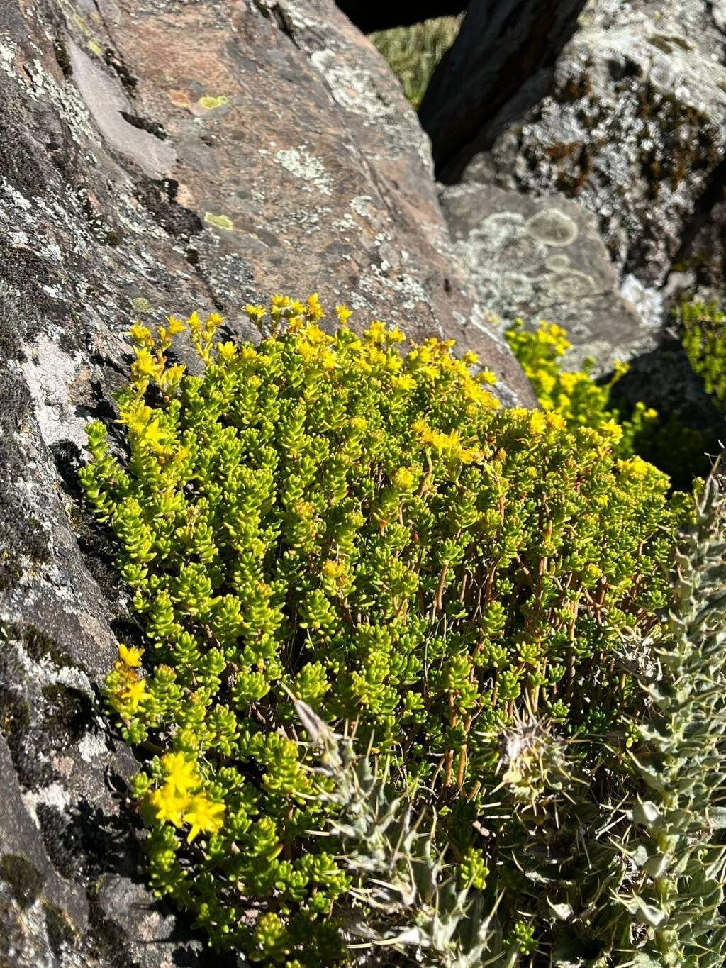 Sedum ruwenzoriense habit