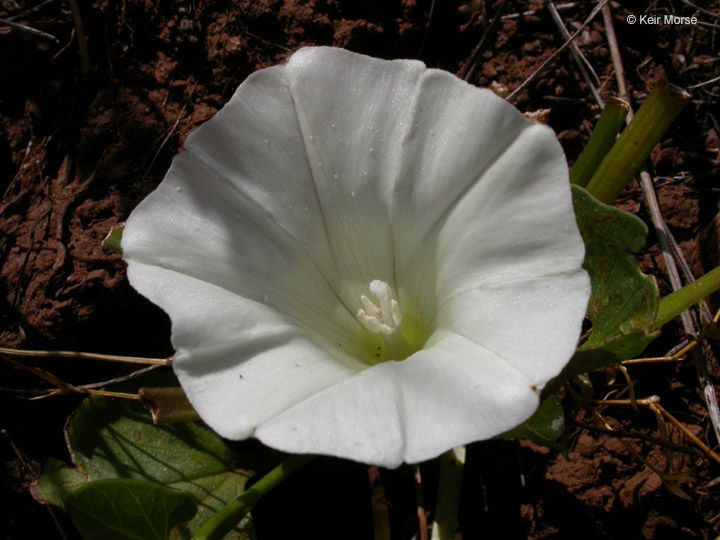 Calystegia atriplicifolia flower
