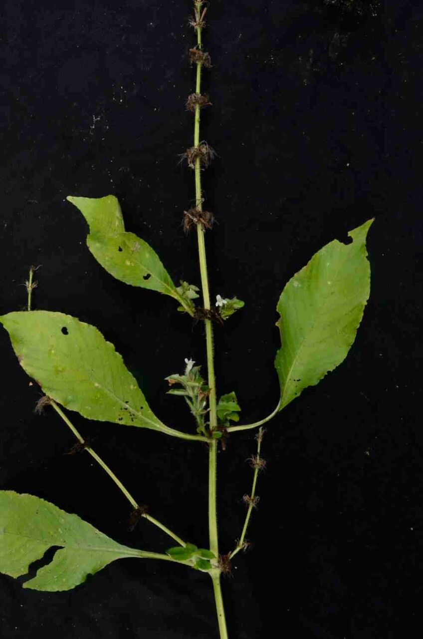 Hygrophila costata leaf