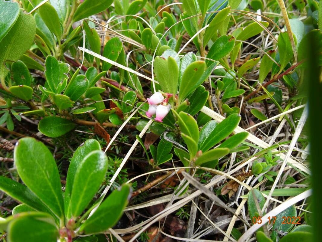 Arctostaphylos alpinus flower