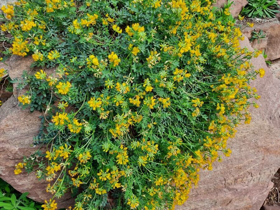 Hippocrepis valentina habit