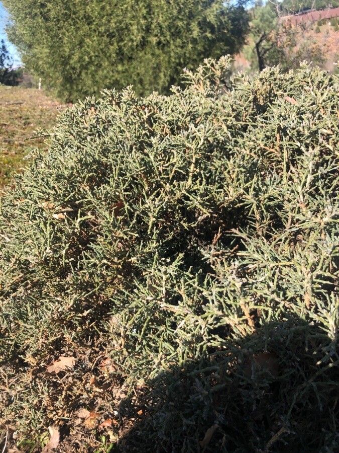 Genista mugronensis leaf