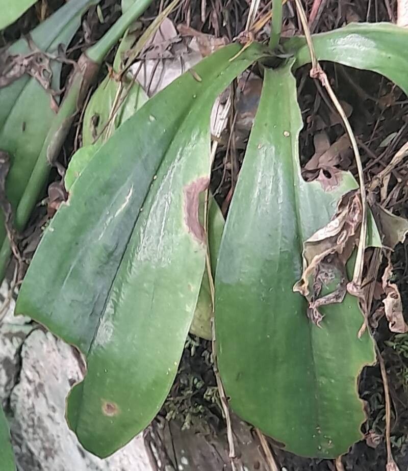 Cranichis castellanosii — related species from the same genus