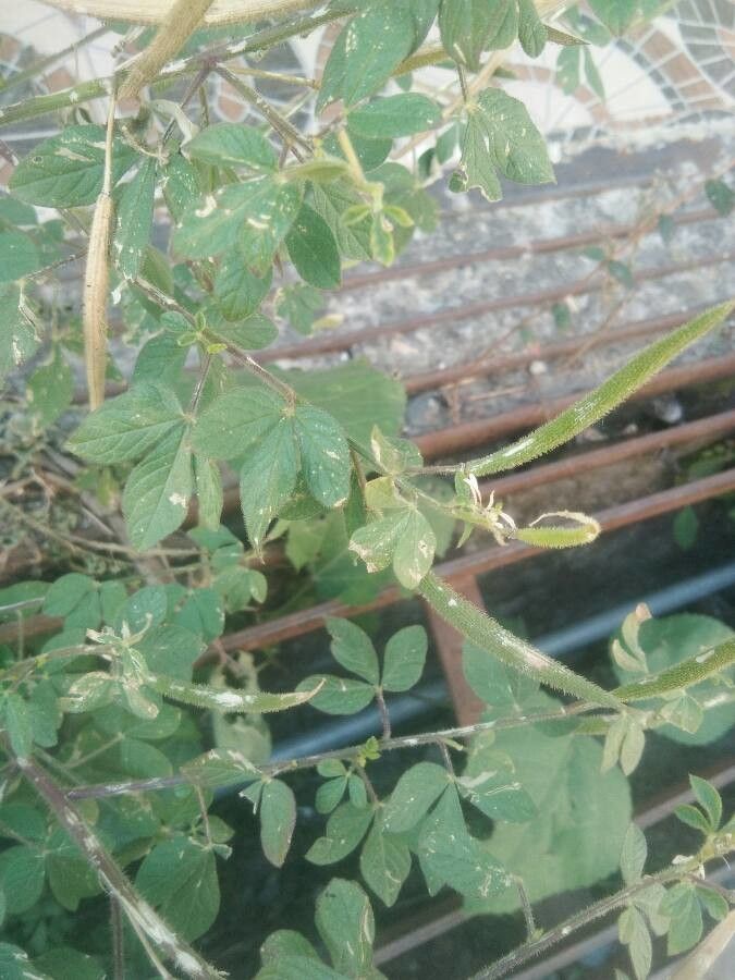 Cleome viscosa fruit