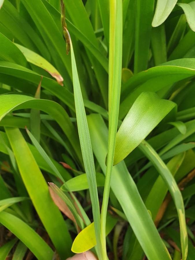 Freesia refracta leaf