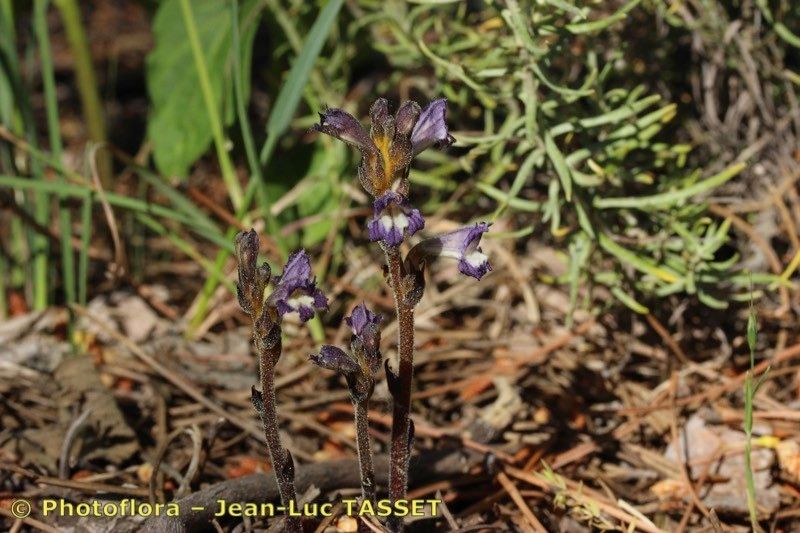 Phelipanche olbiensis habit
