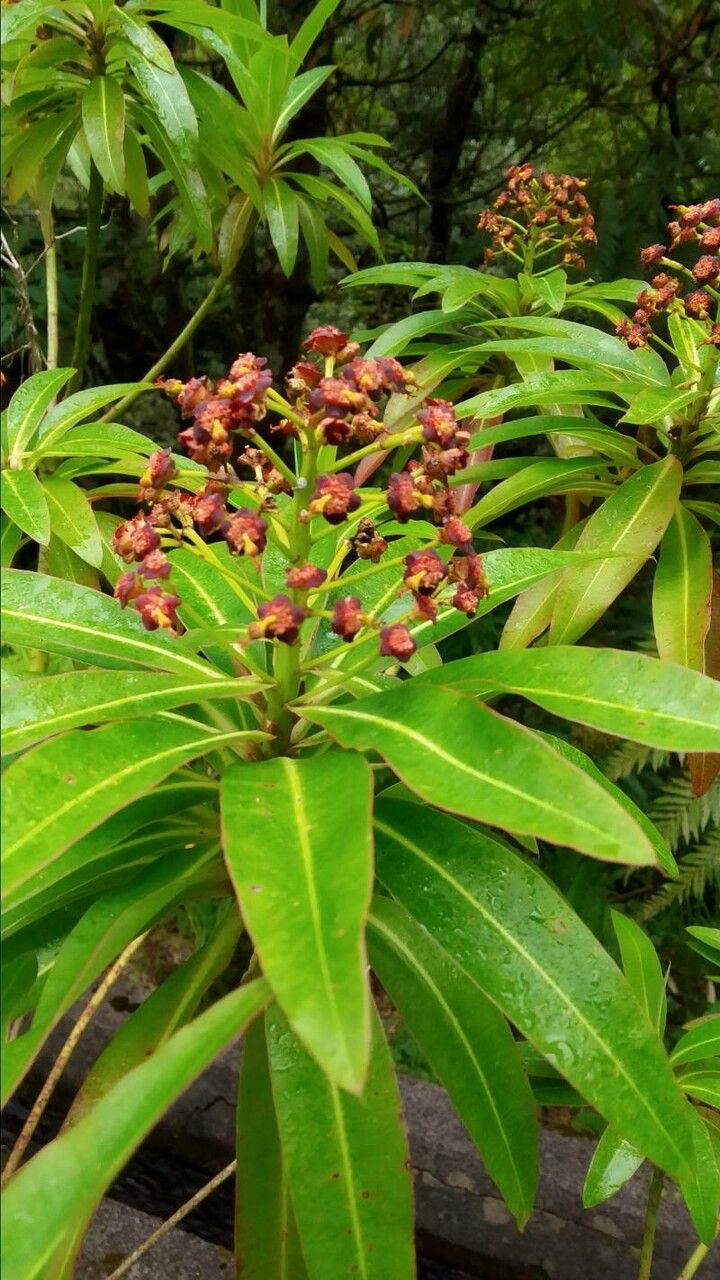 Euphorbia mellifera flower