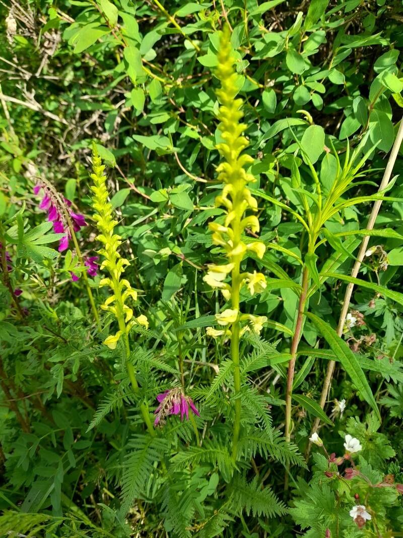 Pedicularis proboscidea — search result for 'Proboscidea'