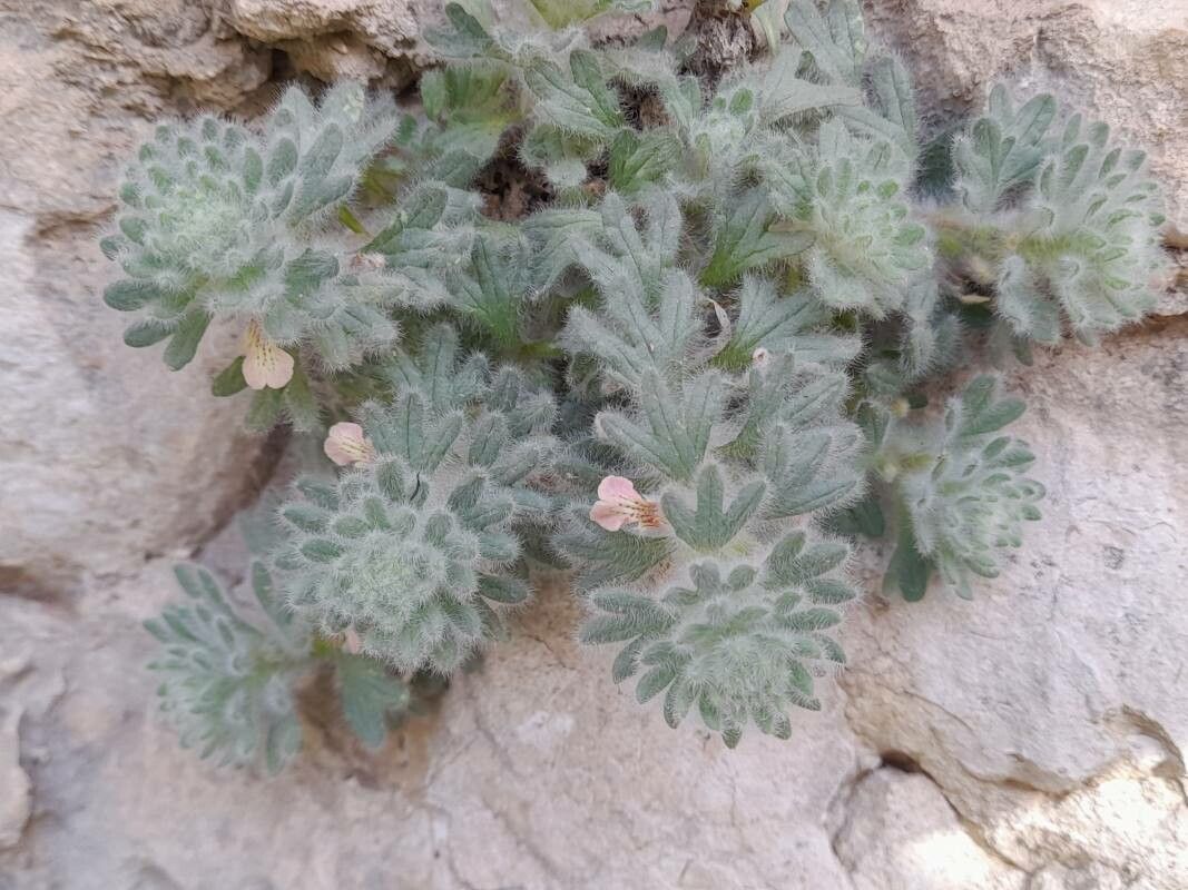 Ajuga austroiranica habit