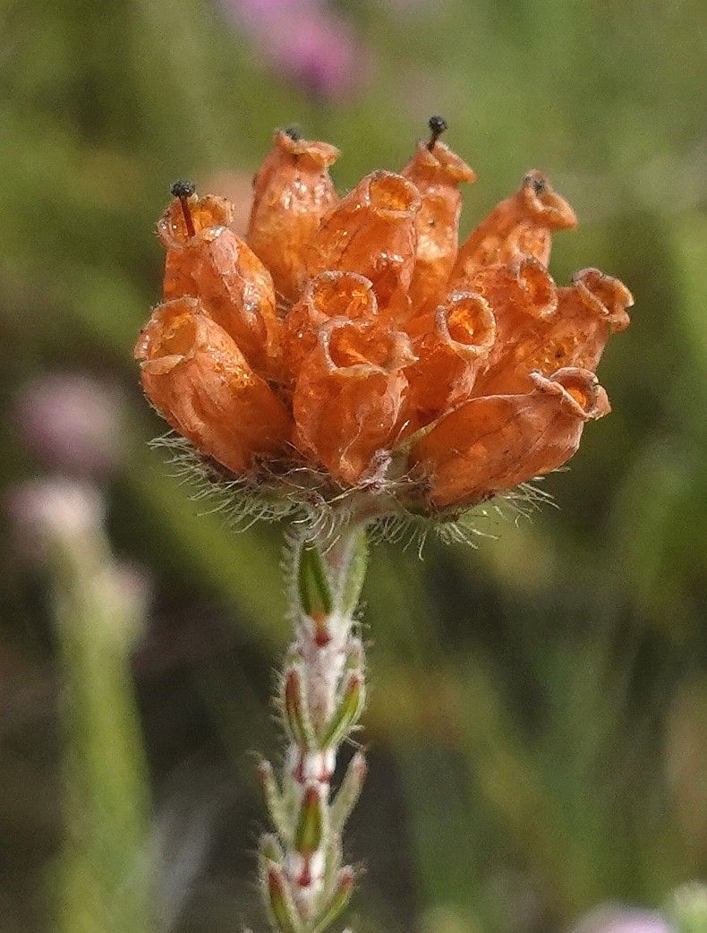 Erica tetralix fruit