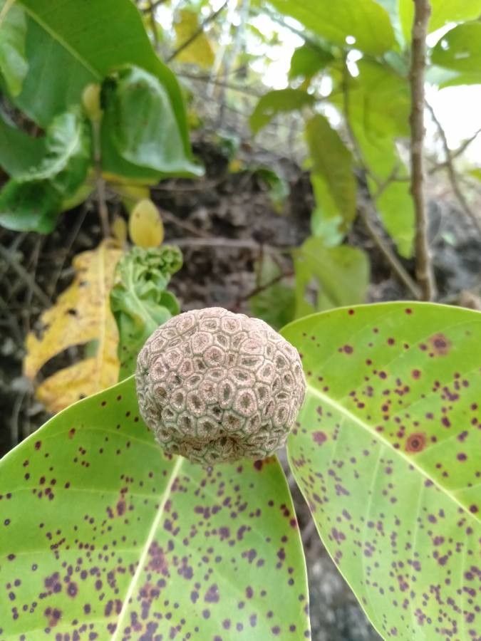 Nauclea subdita — houseplant care guide