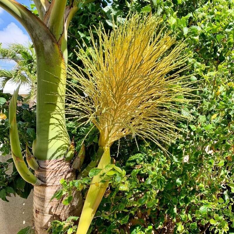 Syagrus romanzoffiana flower