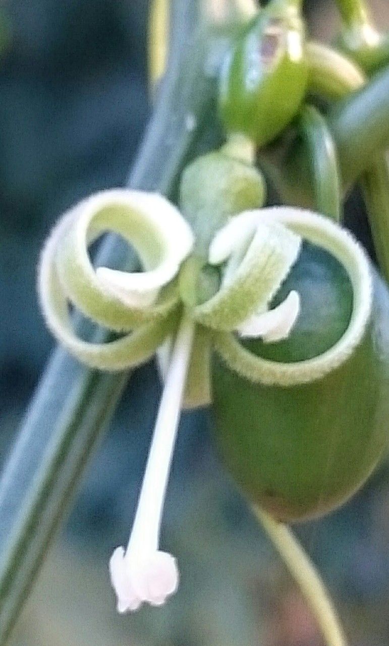 Cayaponia americana flower
