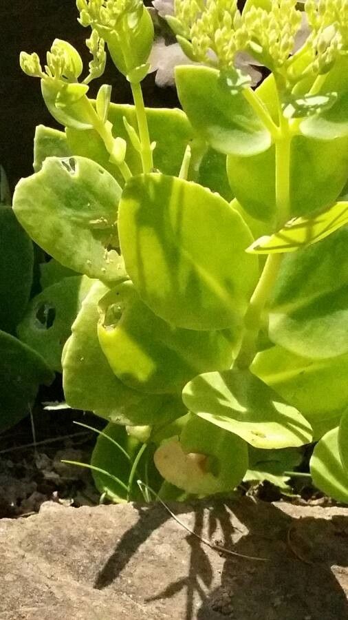 Sedum albomarginatum habit