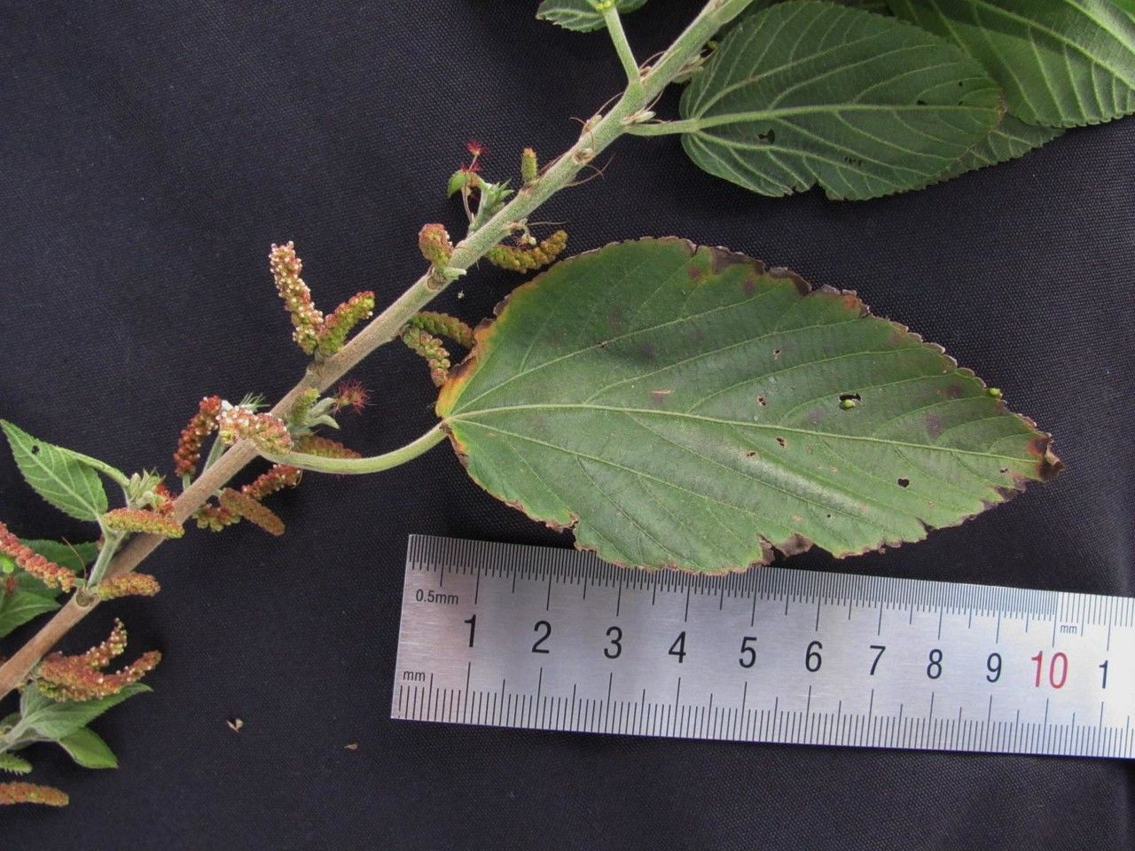 Acalypha leptopoda other