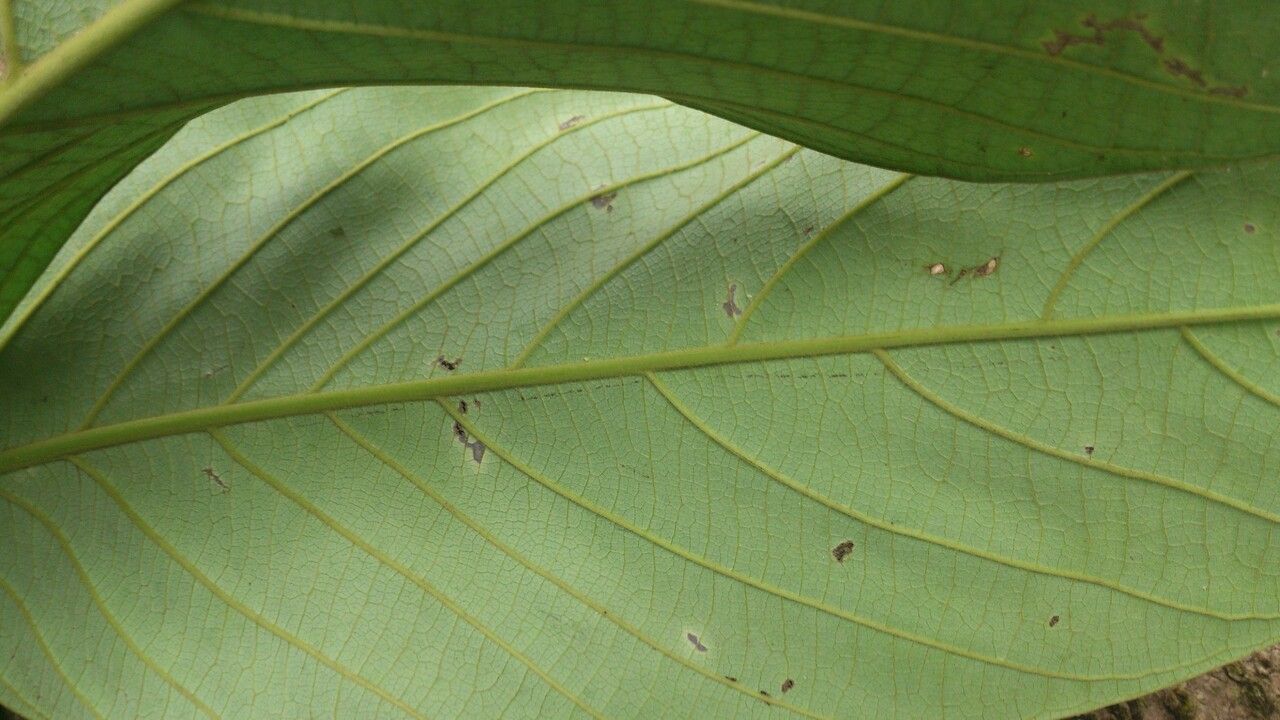 Rhodostemonodaphne kunthiana — related species from the same genus