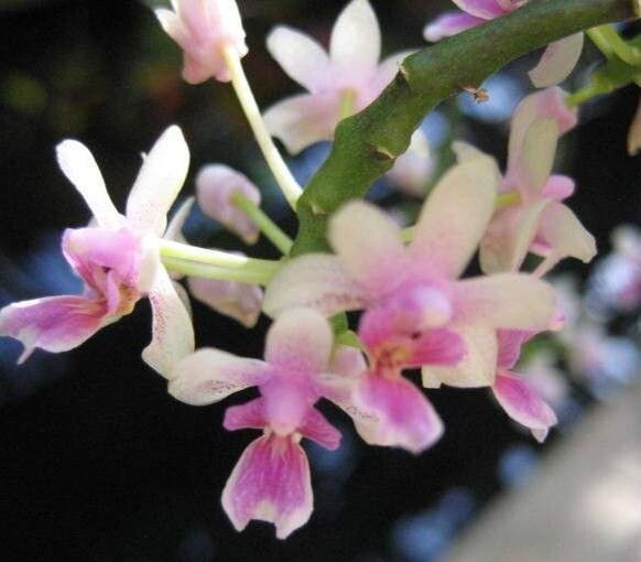 Phalaenopsis deliciosa — houseplant care guide