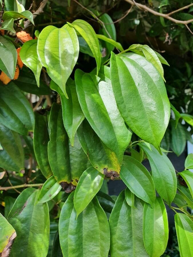 Bauhinia kockiana — search result for 'Bauhinia'
