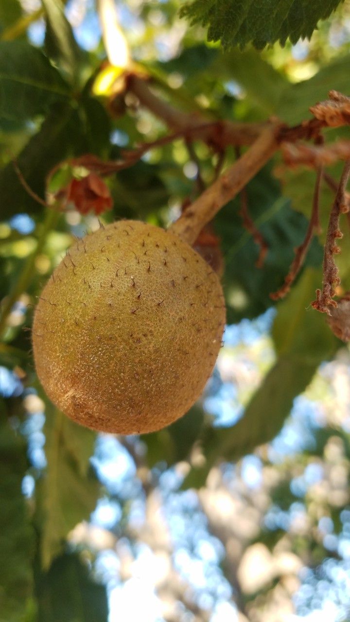 Aesculus × carnea fruit