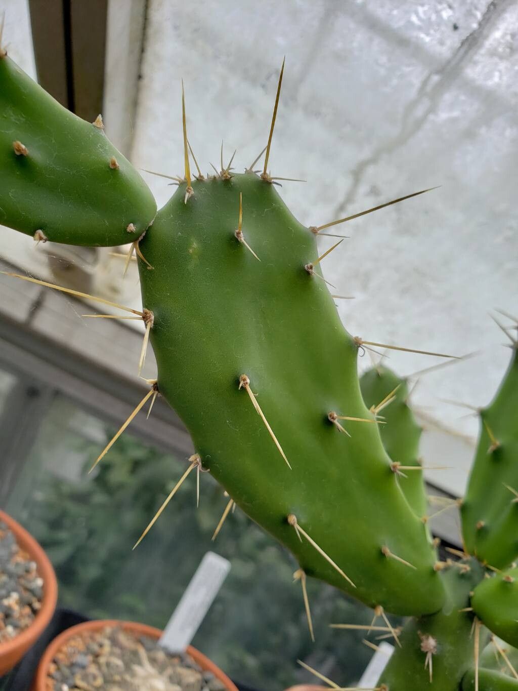 Opuntia dejecta leaf