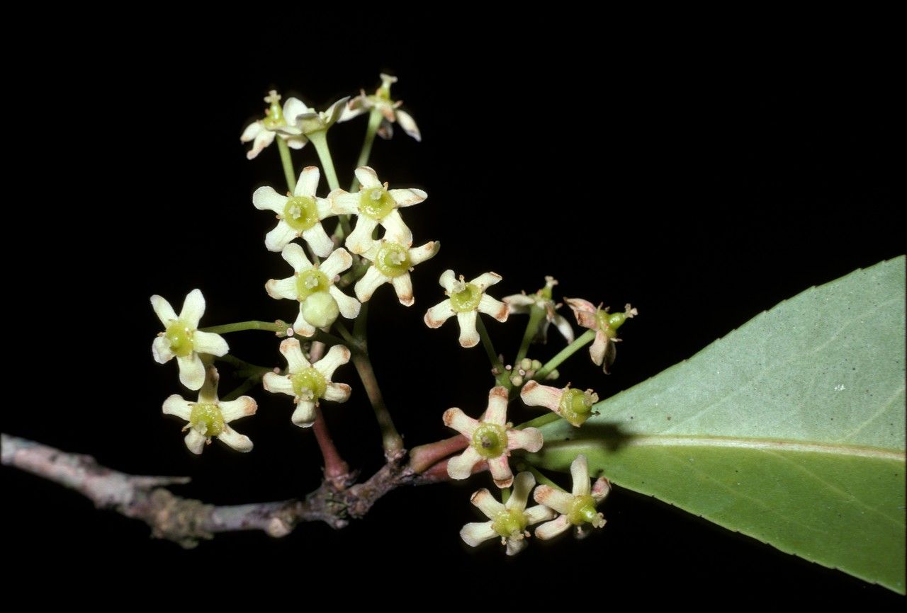 Gymnosporia austroyunnanensis flower