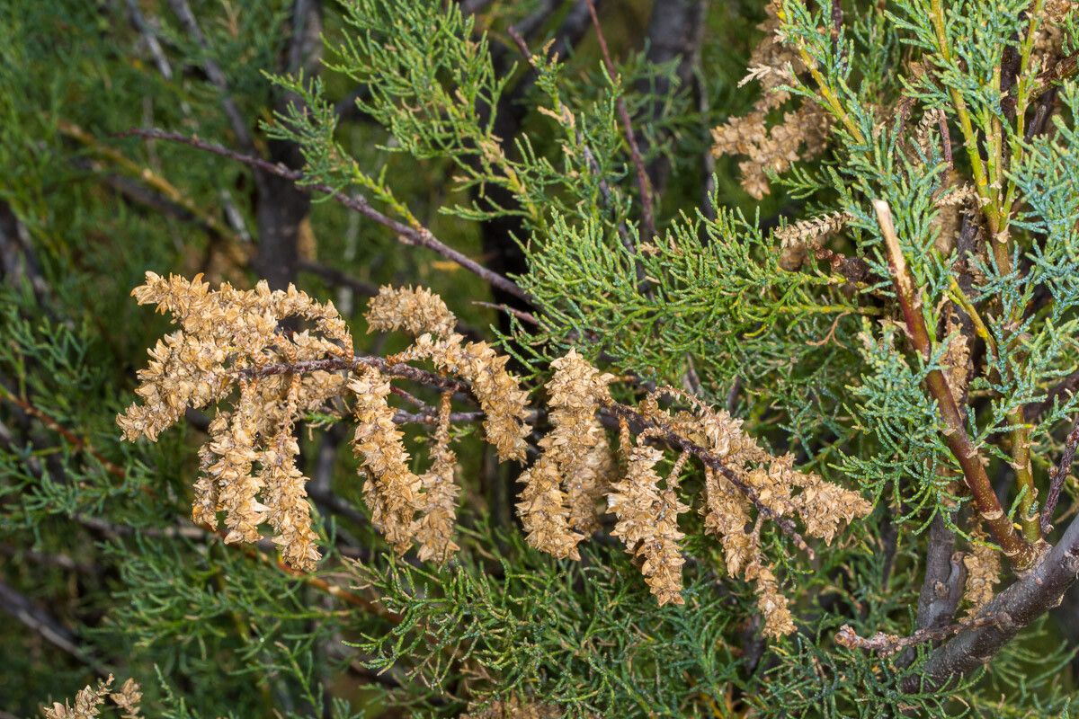 Tamarix africana fruit