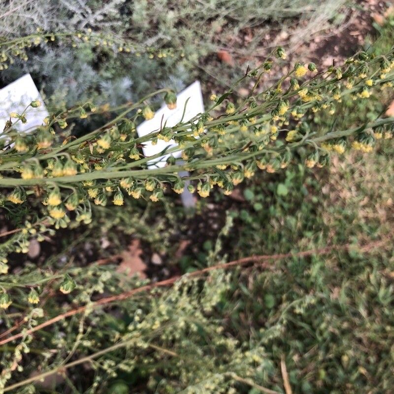 Artemisia laciniata — search result for 'Artemisia'