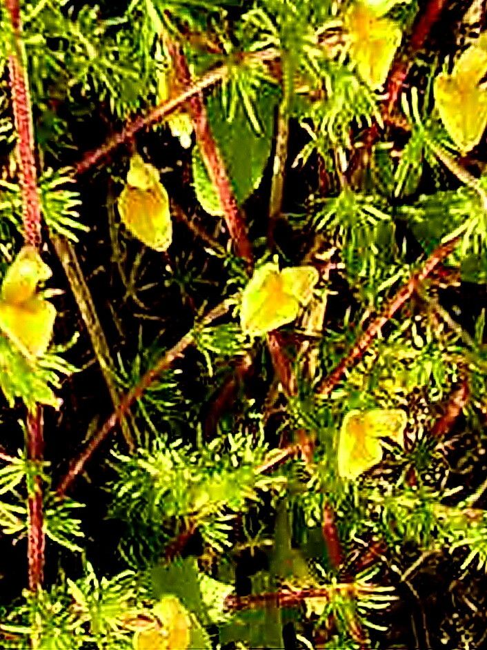 Aspalathus retroflexa — houseplant care guide