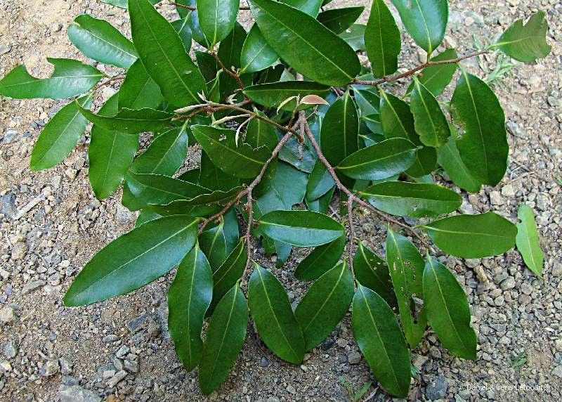 Xylopia vieillardii habit