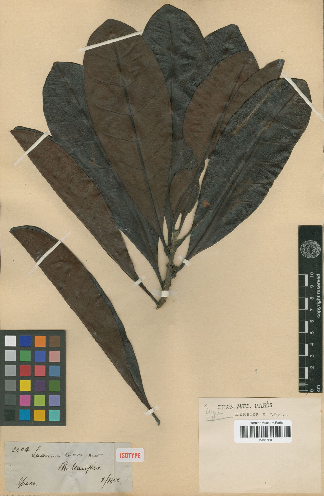 Pouteria lucens leaf