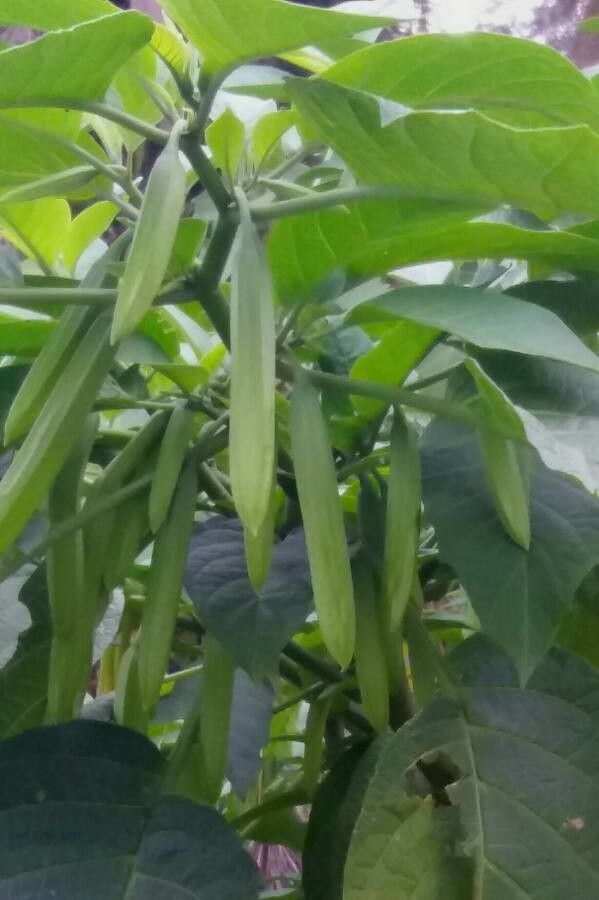 Brugmansia versicolor fruit