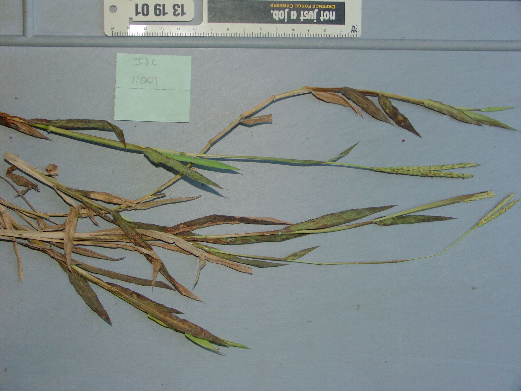 Ischaemum timorense — houseplant care guide